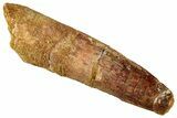 Fossil Spinosaurus Tooth - Real Dinosaur Tooth #327860-1
